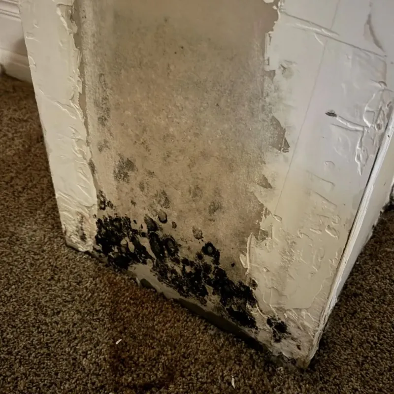 Professional Mold Removal in Warsaw, IN